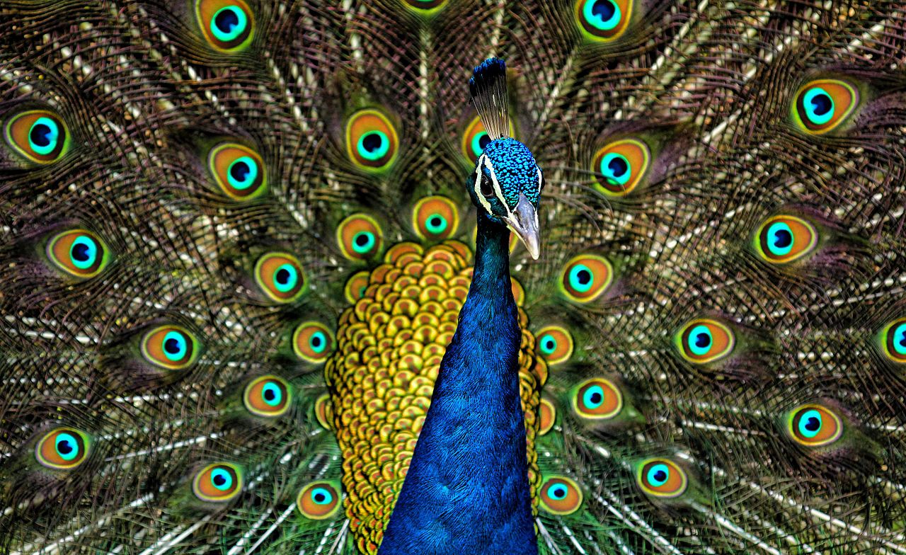 Peacock A