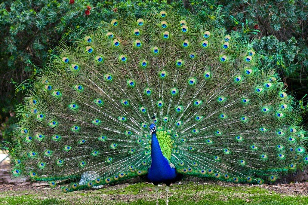 Peacock B