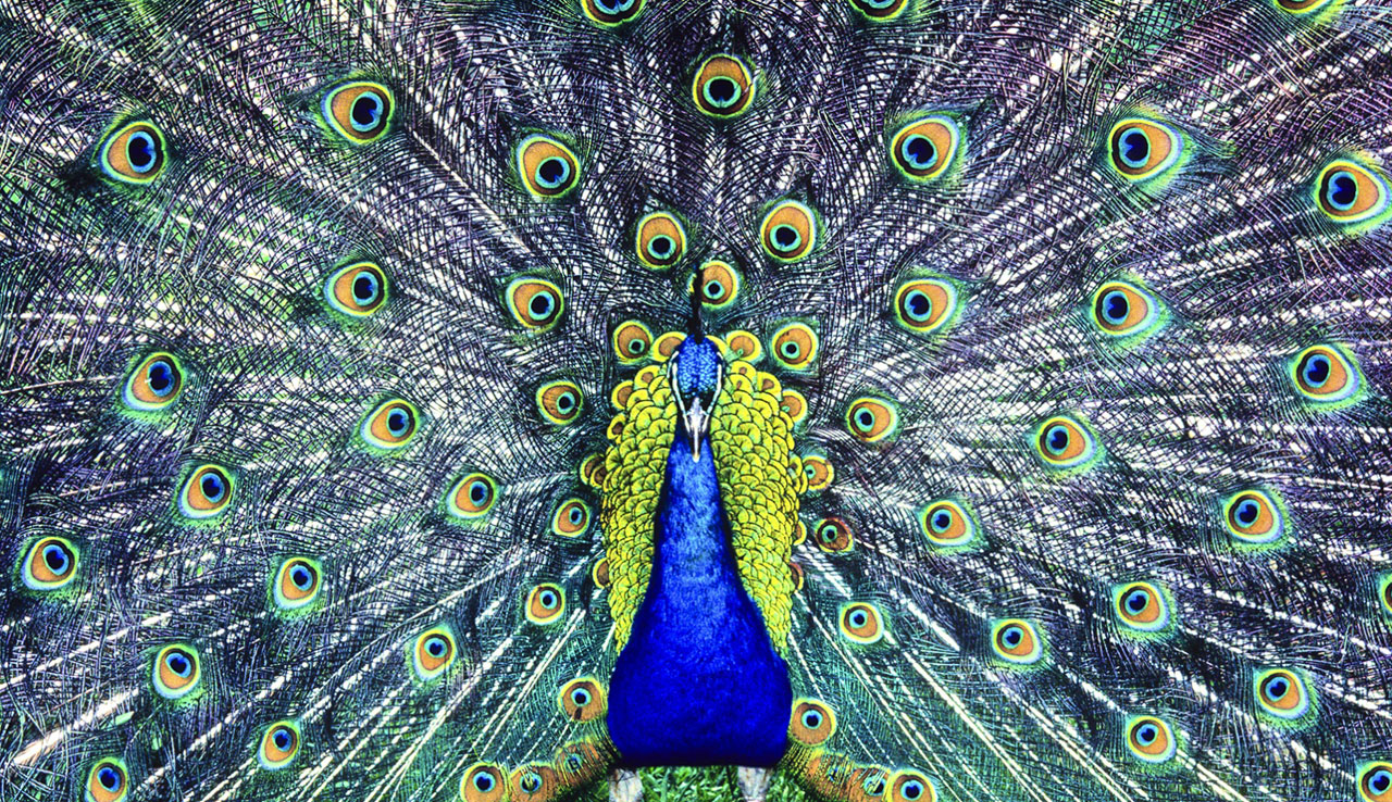 Peacock C